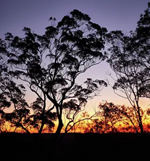 Tree Prints: Eucalypt trees sunset