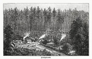 Eucalyptus forest in Australia, wood engraving, published in 1899
