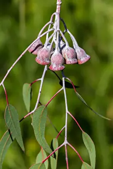Eucalyptus Gum Nuts
