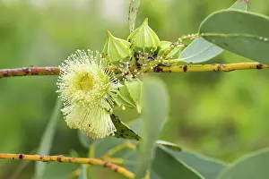 Lea Scaddan Prints: Eucalyptus kingsmillii