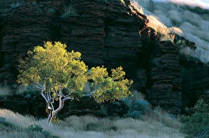 Images Dated 16th October 2013: Eucalyptus Tree, Wittenoom Gorge, Western Australia