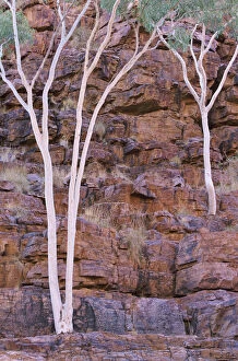 Natphotos Collection: Eucalyptus, Trephina Gorge, East Macdonnell Range, Northern Territory, Australia