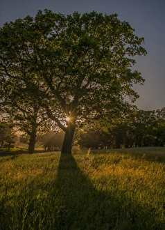 <b class=qtipBold><figcaption>Evening Sunstar Creech Woodland</figcaption></b><br>An evening sunstar lights up a tree in silhouette in an open woodland field at Creech Dorset England.<br><em>© souhtern lightscapes</em> Evening Sunstar Creech Woodland