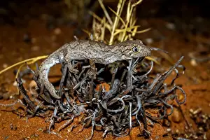 Gecko Prints: Exmouth spiny-tailed