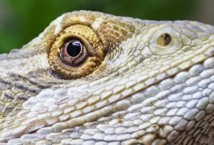 Images Dated 1st May 2016: Eye of a Bearded Dragon Lizard