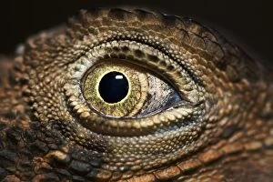 Lizards Collection: Eye of the Dragon