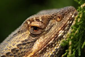 Lizards Collection: Eye of dragon