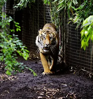 Cat Prints: Eye of the tiger
