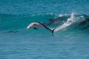 The Cetacean Family Collection: Eyre Peninsula, South Australia, Australian, Australia, coast, coastal, sea, ocean