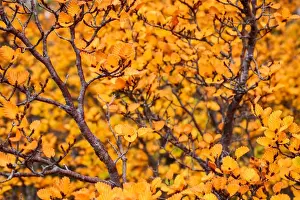 Fagus. Cradle Mountain. Tasmania. Australia