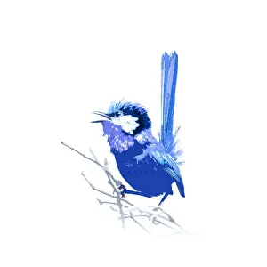 Fairy-wren art