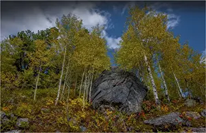 Wyoming Prints: Fall colours Grand Teton National Park, Wyoming, United States