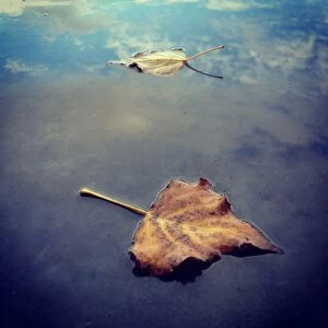 Images Dated 7th May 2014: Fallen leaves