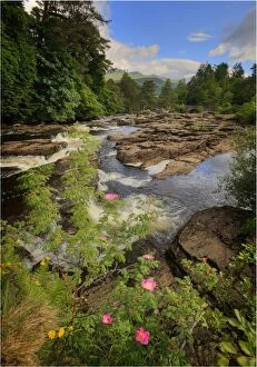 Images Dated 24th June 2013: Falls of Dochart situated in the small village of Killin, Central highlands of Scotland