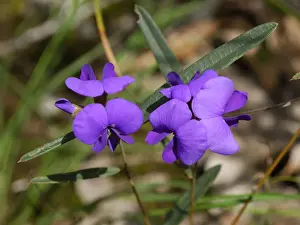 Reserve Prints: False Sarsparilla, Purple Coral Tree or Waraburra (Hardenbergia violacea)