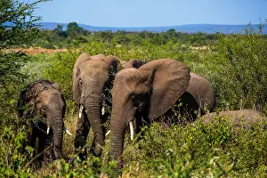 Unesco Prints: A Family of Kruger Elephants And Their Calf, Kruger National Park, South Africa