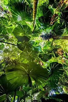 Tropical Climate Prints: Fan Palm at Daintree rainforest