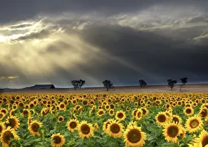 Horizon Over Land Prints: The far road