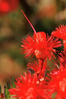 Robbie Goodall Photography Prints: Featherflower - Verticordia grandis