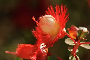 Robbie Goodall Photography Prints: Featherflower - Verticordia grandis