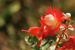 Robbie Goodall Photography Prints: Featherflower - Verticordia grandis