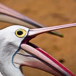 Pelican Collection: Feed me