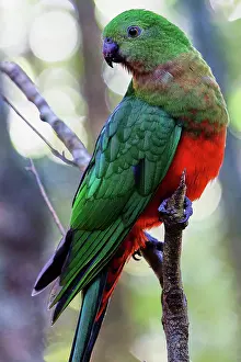 Colour Image Prints: Female Australian King-Parrot (Alisterus scapularis) in Lamington National