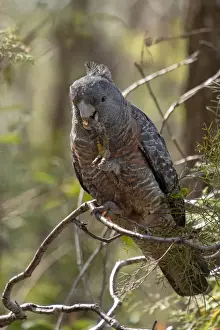 Female Gang Gang Cockatoo (Callocephalon fimbriatum) eating Isopogon Cone