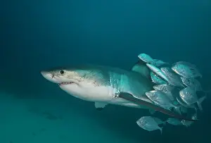 Prints of Image was taken at depth over a sandy bottom Discover the beauty and vulnerability of Australia's sharks: Female great white shark swimming with a school of trevally jacks surrounding it's tail