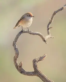 Kristian Bell Photography Prints: Female red-capped robin (Petroica goodenovii) perched on a stick in Vulkathunha, Australia