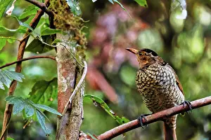 Colour Image Prints: Female Regent Bowerbird (Sericulus chrysocephalus) in Lamington National Park