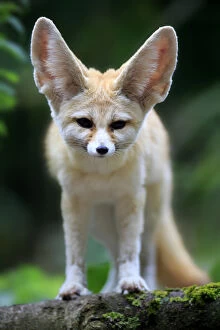 Images Dated 18th July 2015: Fennec, (Vulpes zerda)