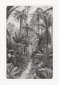 Images Dated 20th May 2019: Fern forest in South Australia, wood engraving, published in 1897