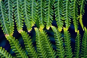 Abstracts Collection: Fern Leaves Touching One Another