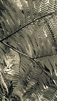 Images Dated 9th February 2019: Fern Patterns Black and White