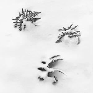 Images Dated 13th July 2014: Ferns and Snow