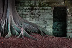Spooky Prints: Fig tree roots against stone wall