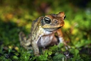 Alastair Pollock Collection: Fijian ground frog