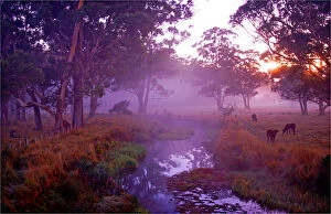 Images Dated 28th March 2008: First light of dawn at the Dasher River near Sheffield, central Tasmania