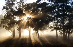 First light of dawn near the Dasher river at Paradise in the Central Plateau of Tasmania