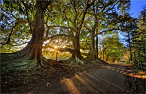 First light at the Moreton Bay fig-trees on New Farm road, Norfolk Island