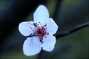 Flower And Plant Prints: First sign of Spring