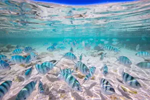 Fish Pool