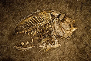 Images Dated 5th December 2015: Fish Skeleton