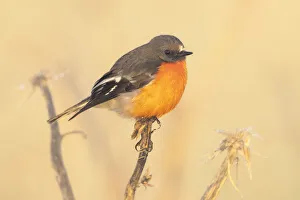 Flame robin (Petroica phoenicea) perched on artichoke thistle, also known as cardoon (Cynara cardunculus) Flame robin (Petroica phoenicea) perched on artichoke thistle, also known as cardoon (Cynara cardunculus)
