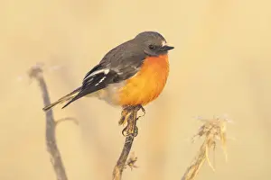 Kristian Bell Photography Prints: Flame robin (Petroica phoenicea) perched on artichoke thistle