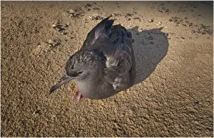 Flesh footed Shearwater chick resting on the beach at Lord Howe Island