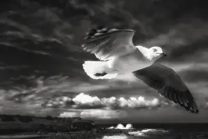 Images Dated 21st November 2014: In Flight