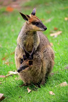 Animals/naturfotografie sohns wildlife photography/flinkwallaby macropus agilis Animals/naturfotografie sohns wildlife photography/flinkwallaby macropus agilis