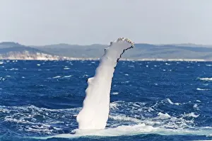 Flipper, pectoral fin of a Humpback Whale (Megaptera novaeangliae) in Hervey Bay in front of Fraser Island, Queensland, Australia